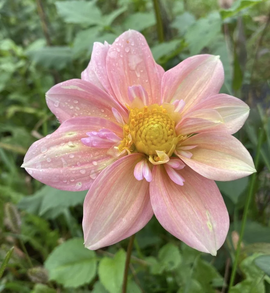Sold Out 'till Fall 2026 -Apple Blossom Dahlia Tuber — Sweet